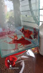red eye double swordtail 