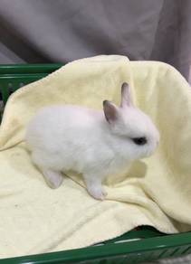 Rabbit ND