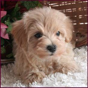 G826 Squeaky Maltipoo tiny cute fluffy companian p