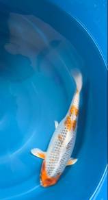 Koi fish (kujaku) 11inch/28cm