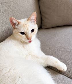 Red Point Siamese Cat