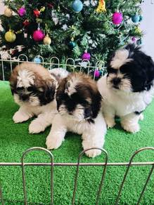 shihtuz puppy 