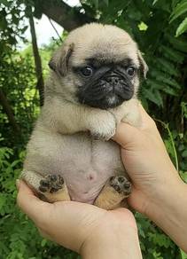 PUG PUPPIES 607 🌻 Chubby  Pug Female