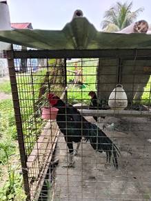 Ayam Ratu SG