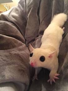 BABY SUGER GLIDER💕 Male and Female