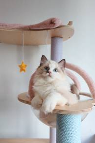 Ragdoll Seal Point-White Female