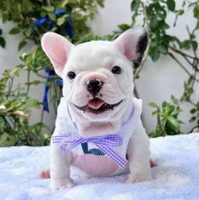 FRENCH BULLDOG PUPPIES 🌻S149 Charming Boy~Girl