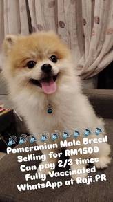 original Pomeranian 