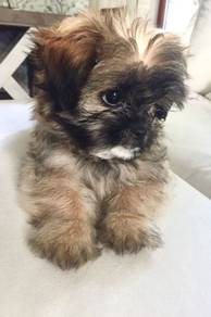 J8032 Trusting shih tzu cute long hair toy breed w