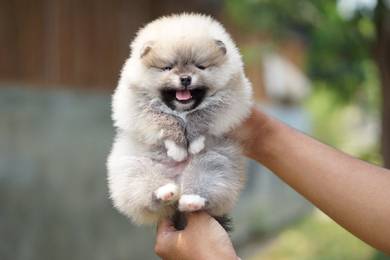 Pomeranian with MKA 