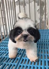 Panda Shih Tzu Puppy