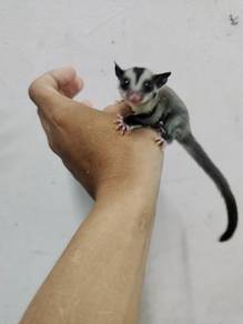 Sugar glider jinak cg betina