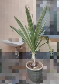 Plant for sale