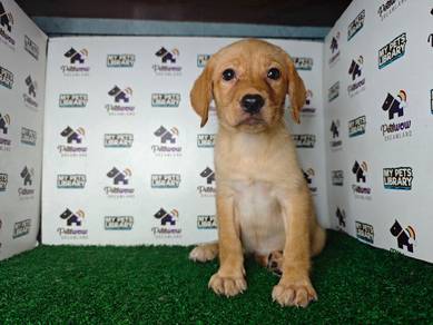Labrador