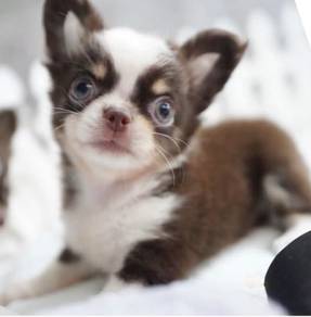 CHIHUAHUA PUPPIES VIP208🌷Head Apple Cute Dog