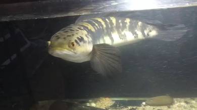 Yellow Santarum