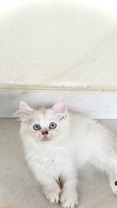Baby kitten white BSH × Persian Mix Longhair