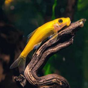 Chinese algae eater ( CAE )