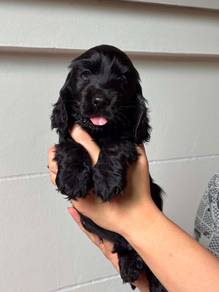 Cocker spaniel puppy