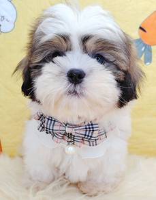 Shih Tzu