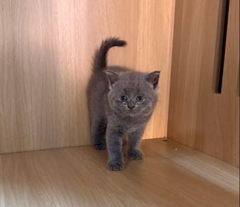British Shorthair Round Face Male Kitten PROMO