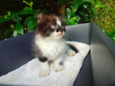 TOPs A-GRADE Yujiro Black White Curl Ragdoll cat