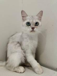 BLH Silver Pointed Female