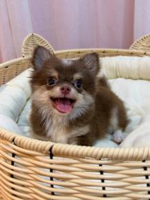 Long Coat Chihuahua male 🍫🐾