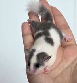 dormouse tikus