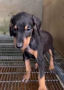 Doberman