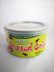 Canned Cricket Cengkerik Dalam Can 35gram