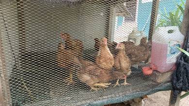 ayam telur 