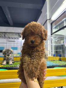 Toy Poodle
