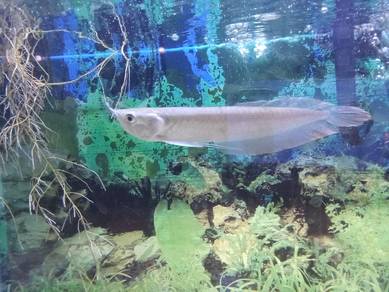 silver arowana for sale