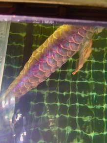 Arowana malaysia