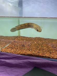 channa maru red barito