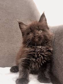 Purebred Female Mainecoon kitten.