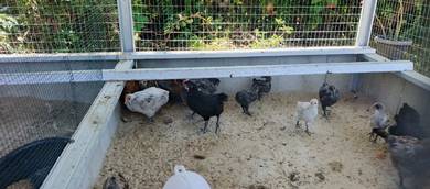 ayam penelur australop blue 