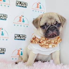 Pug