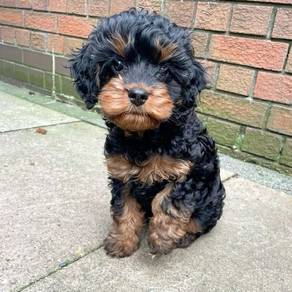 K1019 Black Tan color Toy Poodle puppy
