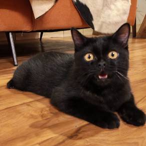 Non-Standard Munchkin