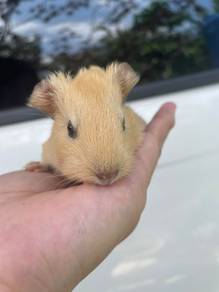 Guinea pig
