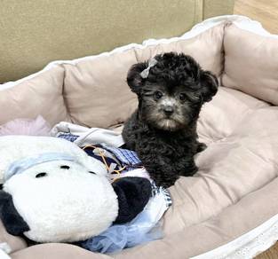 MINI POODLE PUPPIES S134 🌻 Bear Face Silver Grey