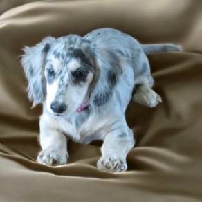 Dachshund long haired mka certificate