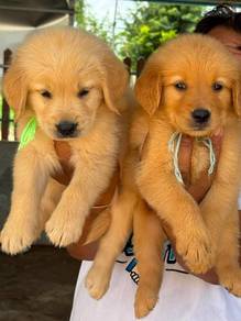 Golden retriever puppies 