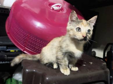 Cute Munchkin Kitten