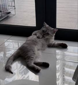 4mth BSH Sliver Female