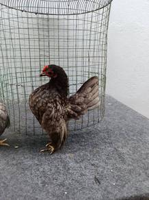 ayam serama 