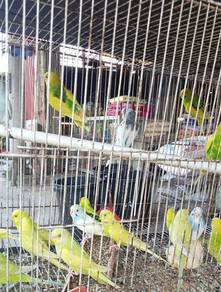 burung baji