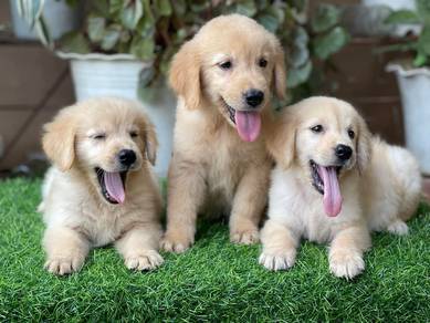 Golden Retriever ""